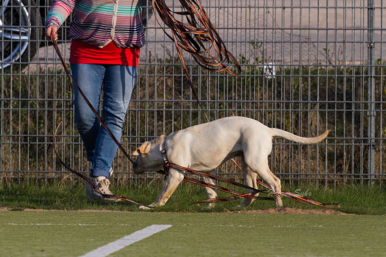 Bild 114 - D-Juniorinnen FSC Kaltenkirchen - SV Wahlstedt : Ergebnis: 3:1